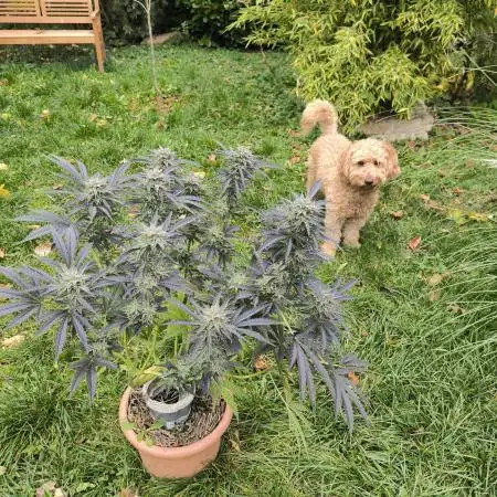 German Garden Grow Green Gelato