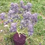 German Garden Grow Green Gelato