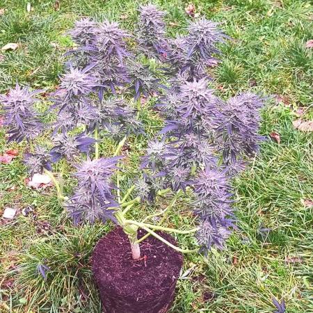 German Garden Grow Green Gelato