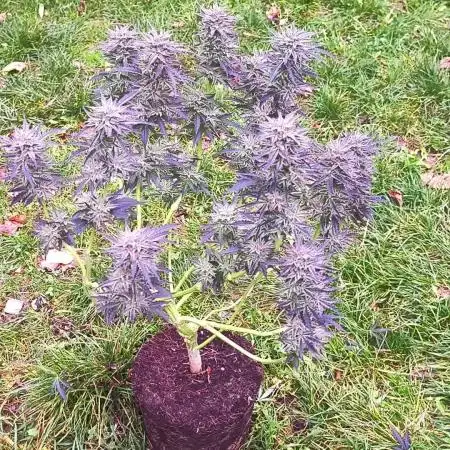 German Garden Grow Green Gelato