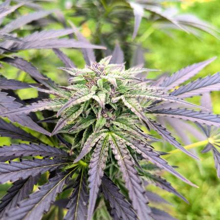German Garden Grow Green Gelato
