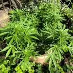 German Garden Grow Green Gelato