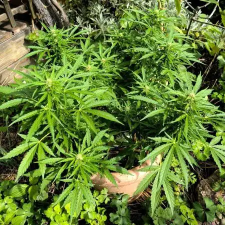 German Garden Grow Green Gelato