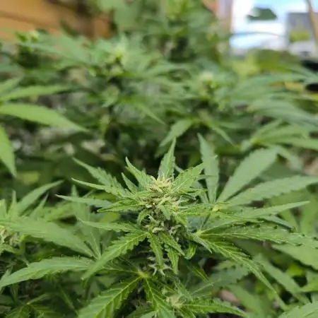 German Garden Grow Green Gelato
