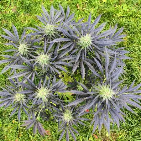 German Garden Grow Green Gelato