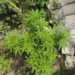 German Garden Grow Green Gelato