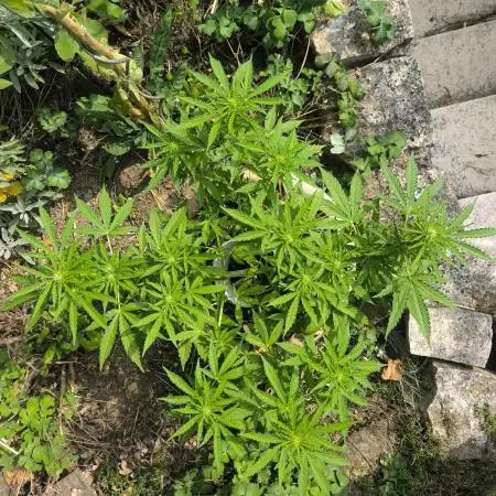 German Garden Grow Green Gelato