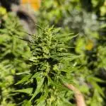 German Garden Grow Green Gelato