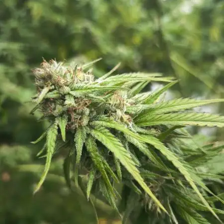 German Garden Grow
