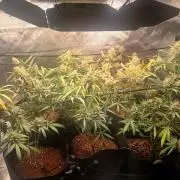 5th grow