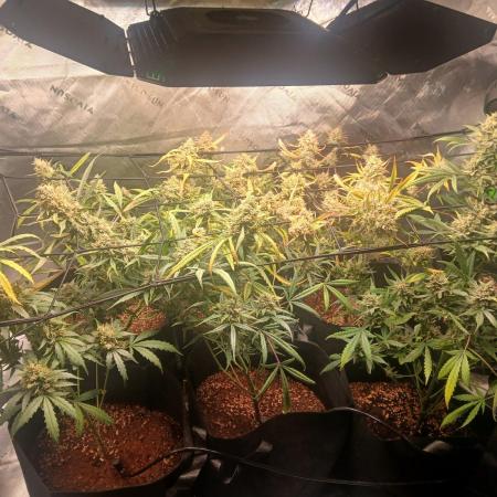 5th grow