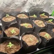 6th grow