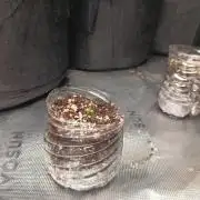 6th grow