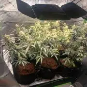 5th grow