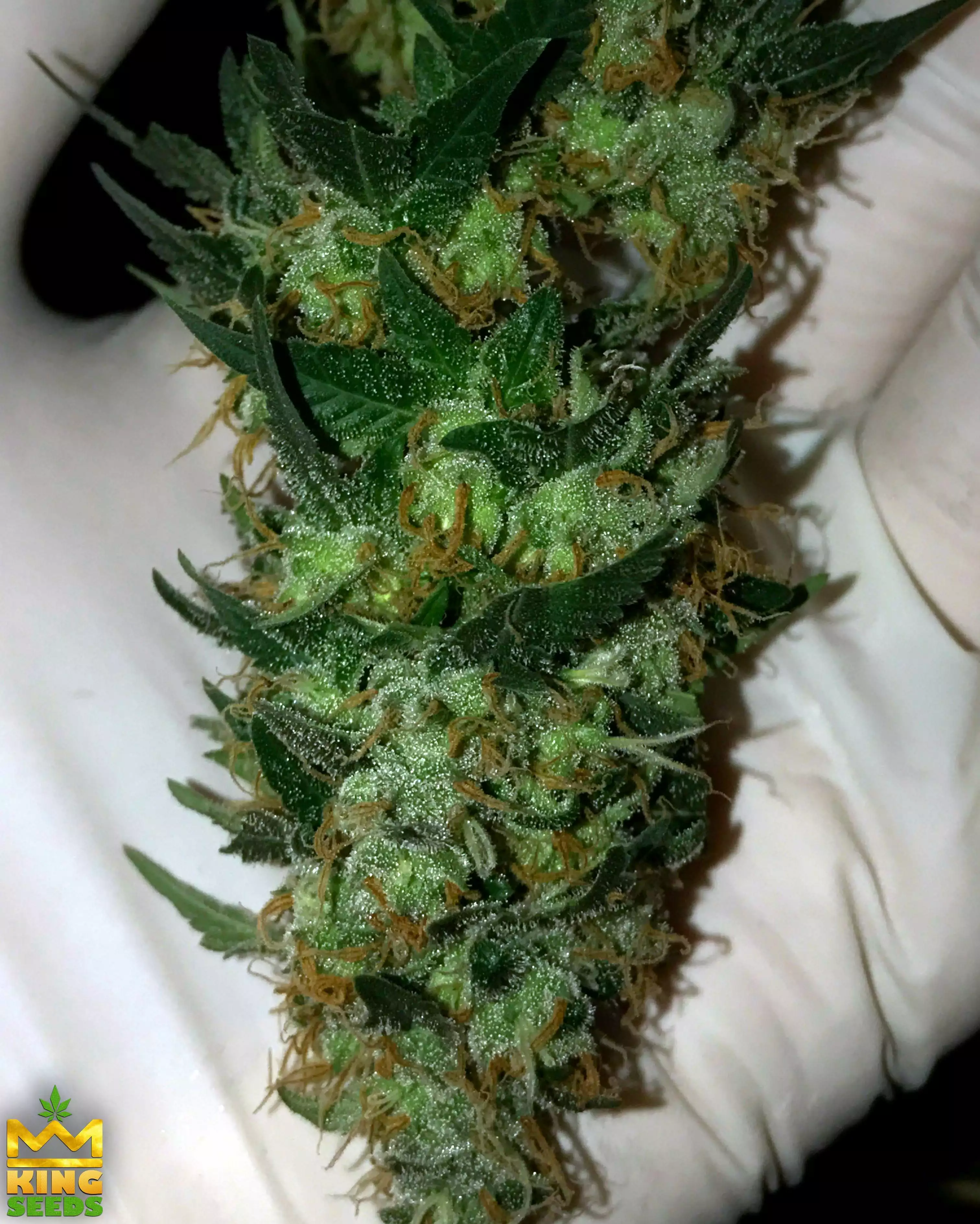 Kushie Kush / Advanced Nutrients nutrient info - GrowDiaries