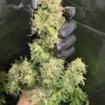 Green Gelato RQS