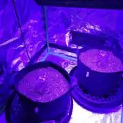 Fast Buds Auto Ak