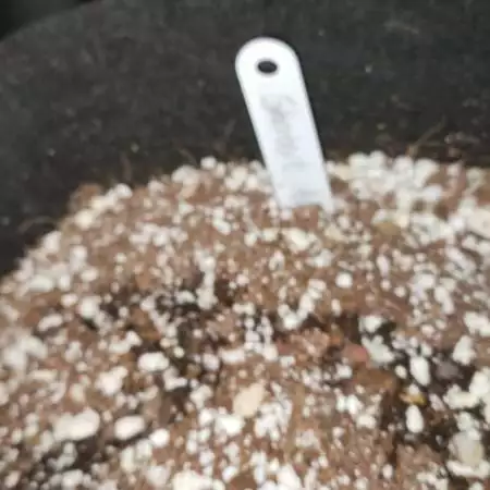 Trying Coco coir 