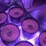 Auto Flower Mixxed Bag