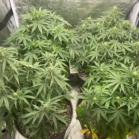 Sour Jealousy 😎 - FastBuds