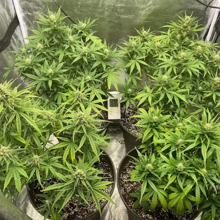 Sour Jealousy 😎 - FastBuds