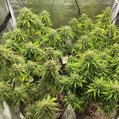 Sour Jealousy 😎 - FastBuds