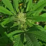 Outdoor Eletta Campana cbd