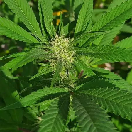 Outdoor Eletta Campana cbd