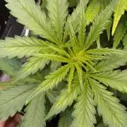 Domina tangy x Tropicana cookies