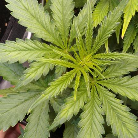 Domina tangy x Tropicana cookies