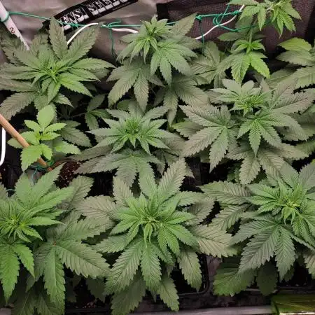 wild bunch