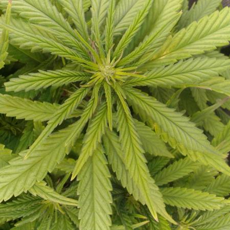 Black muffin x tangy domina S1