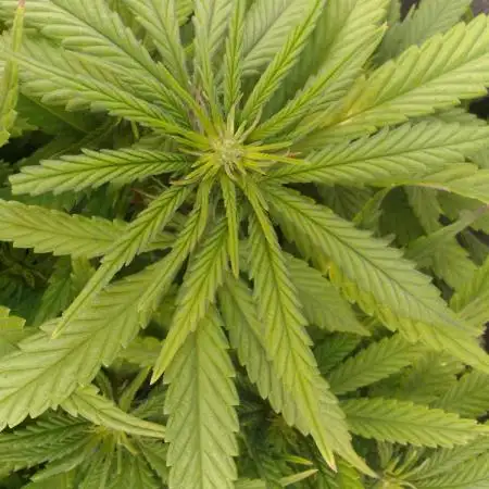 Black muffin x tangy domina S1