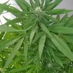 papaya f1 out