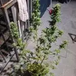 papaya f1 out