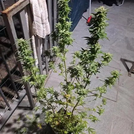 papaya f1 out