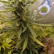 Domina tangy x Tropicana cookies