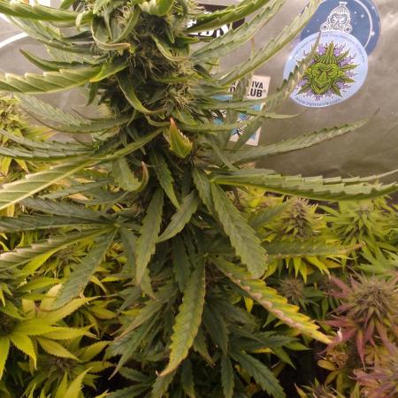 Domina tangy x Tropicana cookies