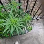 papaya f1 out