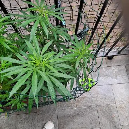 papaya f1 out