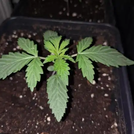 Hash plant