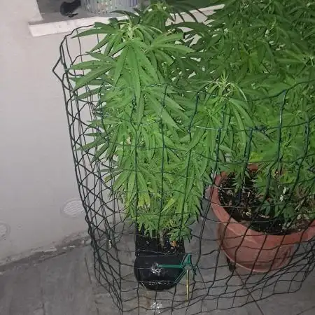 papaya f1 out