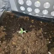 Mini grow pc