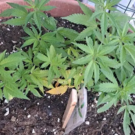 Outdoor Eletta Campana cbd
