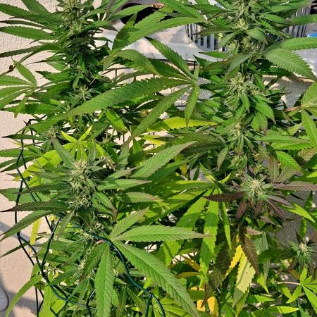 papaya f1 out
