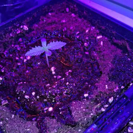 Hash plant