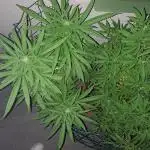 papaya f1 out