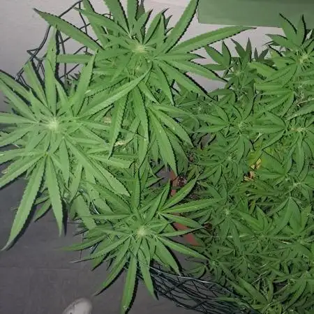 papaya f1 out