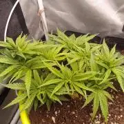 Bleak muffin x tangy domina S1