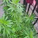 Outdoor Eletta Campana cbd